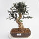 Room bonsai - Olea europaea sylvestris - Olive European bacilli - 1/4