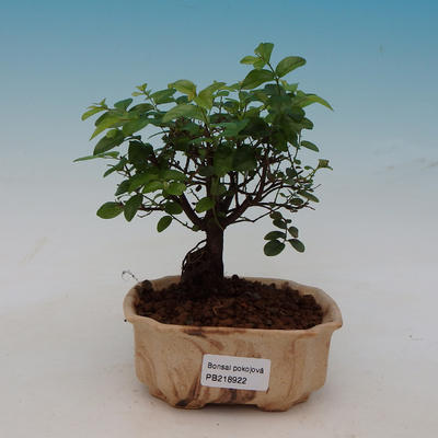 Room bonsai - Sageretia thea - Sagerécie tea - 1