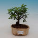 Room bonsai - Sageretia thea - Sagerécie tea - 1/4