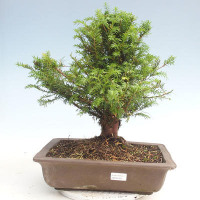 Outdoor bonsai - Taxus bacata - Red yew - 1