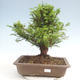 Outdoor bonsai - Taxus bacata - Red yew - 1/3