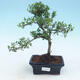 Indoor bonsai - Ilex crenata - Holly - 1/2