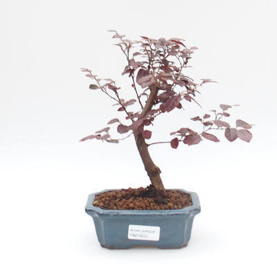 Room bonsai - Loropelatum chinensis