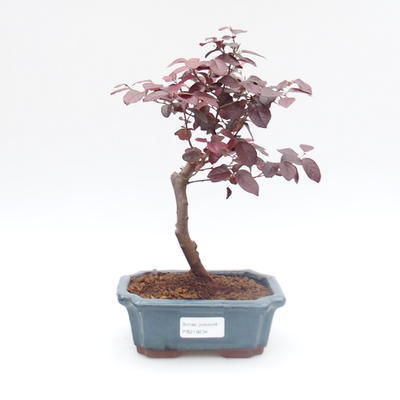 Room bonsai - Loropelatum chinensis