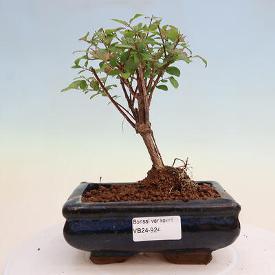 Outdoor bonsai - Symphoricarpos Magic Berry - Memorial tree