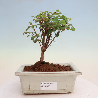 Outdoor bonsai - Symphoricarpos Magic Berry - Memorial tree