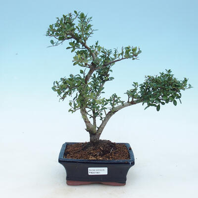 Indoor bonsai - Ilex crenata - Holly - 1