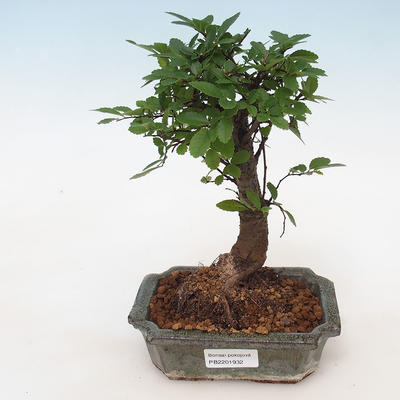 Indoor bonsai-Ulmus Parvifolia-Small-leaved elm