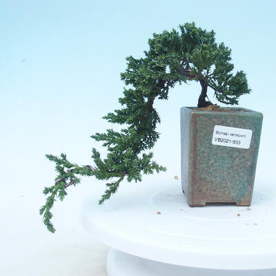 Outdoor bonsai - Juniperus prokumbens NANA - Juniper - 1