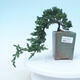 Outdoor bonsai - Juniperus prokumbens NANA - Juniper - 1/2