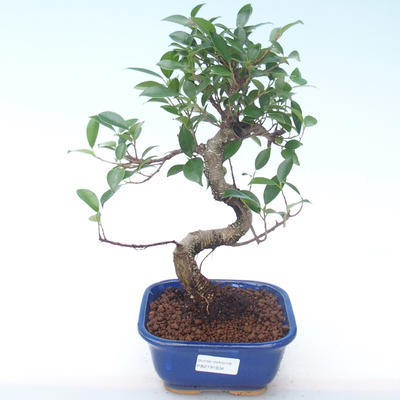 Indoor bonsai - Ficus kimmen - small leaf ficus PB2191934