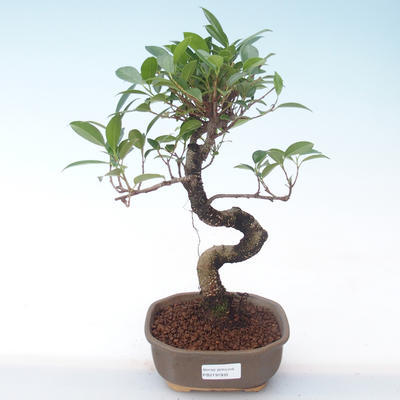 Indoor bonsai - Ficus kimmen - small leaf ficus PB2191935