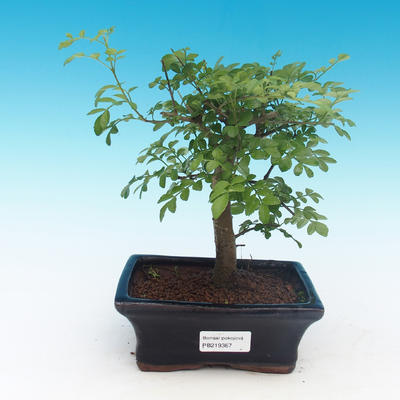 Room bonsai - Fraxinus uhdeii - room ash