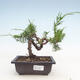 Outdoor bonsai - Juniperus chinensis Itoigawa-Chinese juniper - 1/3