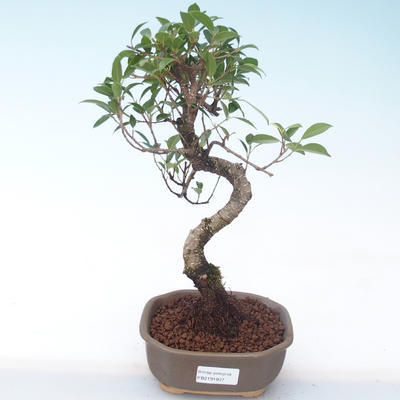 Indoor bonsai - Ficus kimmen - small leaf ficus PB2191937