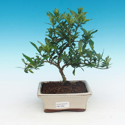 Room bonsai - Gardenia jasminoides-Gardenie