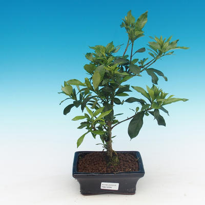 Room bonsai - Gardenia jasminoides-Gardenie