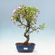 Outdoor bonsai -Malus Halliana - fruited apple - 1/5