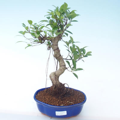 Indoor bonsai - Ficus retusa - small leaf ficus PB2191913 - 1