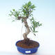 Indoor bonsai - Ficus retusa - small leaf ficus PB2191913 - 1/2