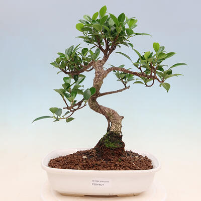 Indoor bonsai - Ficus retusa - small ficus - 1