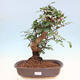 Room bonsai - Rohovnik obecny, svatojansky bread-Ceratonia sp. - 1/5