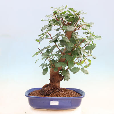 Room bonsai - Rohovnik obecny, svatojansky bread-Ceratonia sp. - 1