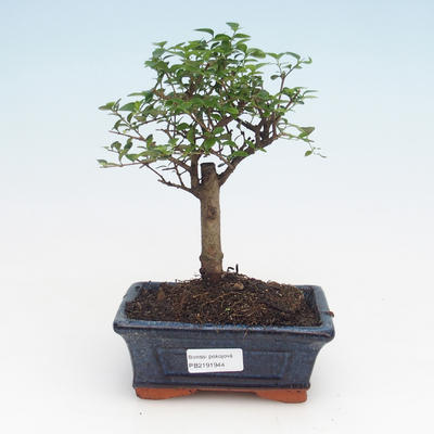 Indoor bonsai -Ligustrum retusa - Privet PB2191944 - 1