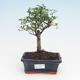 Indoor bonsai -Ligustrum retusa - Privet PB2191944 - 1/3