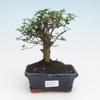 Indoor bonsai -Ligustrum retusa - Privet PB2191945 - 1