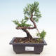Outdoor bonsai - Juniperus chinensis Itoigawa-Chinese juniper - 1/3