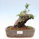 Indoor bonsai - Olea europaea sylvestris - Small-leaved European olive - 1/7
