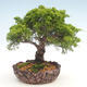 Outdoor bonsai - Juniperus chinensis Itoigawa-Chinese juniper - 1/6