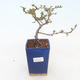 Outdoor bonsai - Chaenomeles superba jet trail - White quince - 1/4