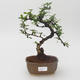 Room bonsai - Carmona macrophylla - Tea fuki - 1/5
