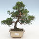 Outdoor bonsai - Juniperus chinensis - Chinese juniper - 1/5