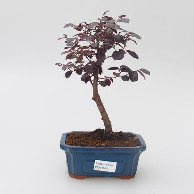 Room bonsai - Loropelatum chinensis - 1