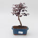 Room bonsai - Loropelatum chinensis - 1/2