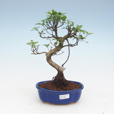Indoor bonsai - Ficus retusa - small leaf ficus PB2191955 - 1