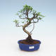 Indoor bonsai - Ficus retusa - small leaf ficus PB2191955 - 1/2