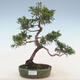 Outdoor bonsai - Juniperus chinensis - Chinese juniper - 1/2