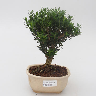 Room bonsai - Buxus harlandii - cork buxus - 1