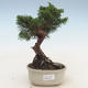 Outdoor bonsai - Juniperus chinensis - Chinese juniper - 1/5