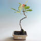 Outdoor bonsai-Quercus robur-Summer oak - 1/2
