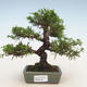 Outdoor bonsai - Juniperus chinensis Itoigawa-Chinese juniper - 1/5