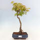 Acer palmatum Aureum - Golden Palm Maple - 1/2
