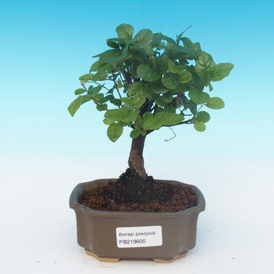 House bonsai - Sagerécie thea - Sagerécie thea - 1