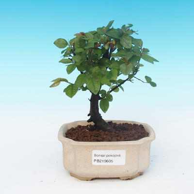 House bonsai - Sagerécie thea - Sagerécie thea - 1