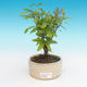 Room bonsai-PUNICA granatum nana-pomegranate - 1/3