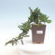 Outdoor bonsai - Juniperus prokumbens NANA - Juniper - 1/2
